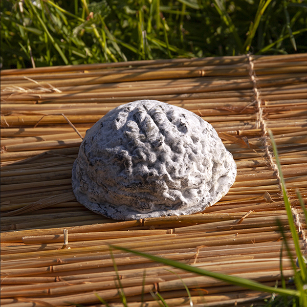 Le Dôme cendré est un fromage au lait cru de chèvre à pâte molle à croûte naturelle.